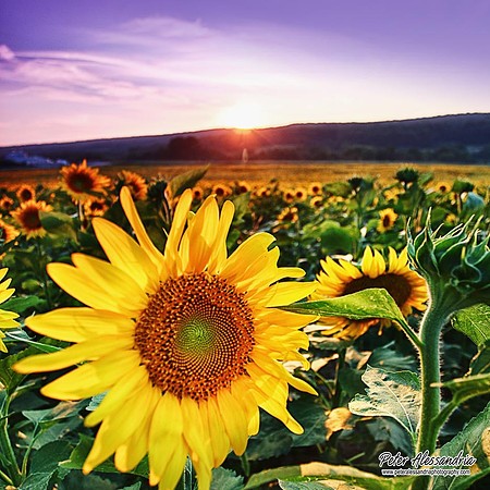 Sunflower photos Newton new jersey