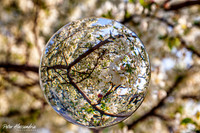 Crystal Ball