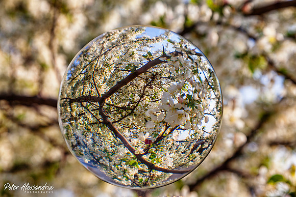 Crystal Ball