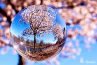 Crystal Ball