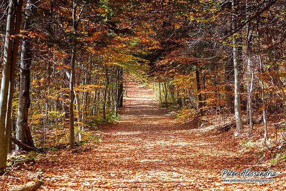 Ricketts Glen Waterfalls