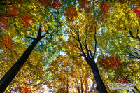 Autumn Colors