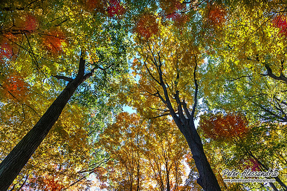 Autumn Colors
