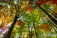 Autumn Colors