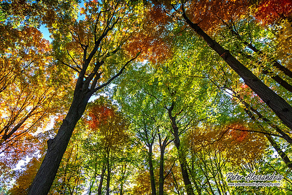 Autumn Colors