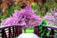 Cherry Blossom Trees