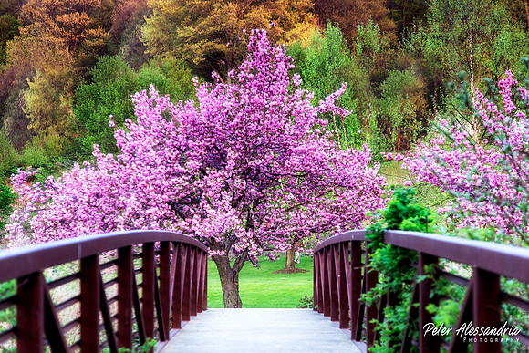 Cherry Blossom Trees