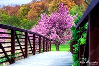 Cherry Blossom Trees
