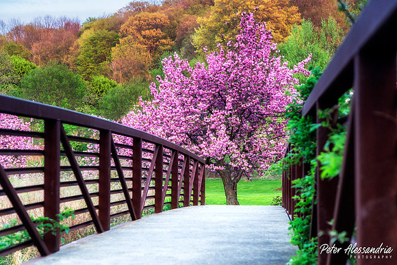 Cherry Blossom Trees