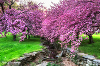 Cherry Blossom Trees