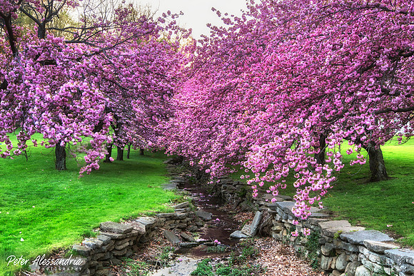 Cherry Blossom Trees