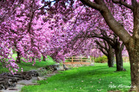 Cherry Blossom Trees