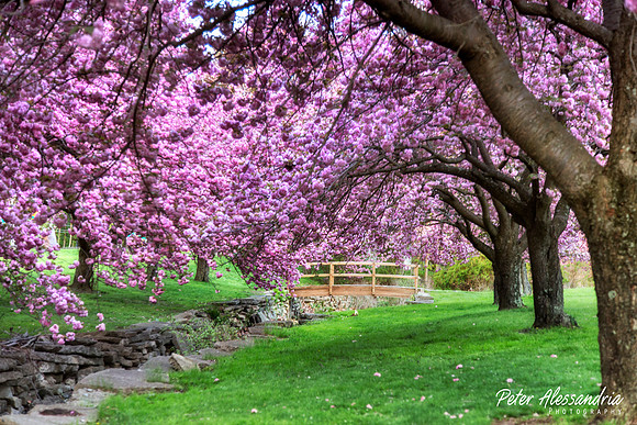 Cherry Blossom Trees