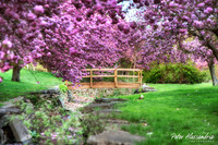 Cherry Blossom Trees