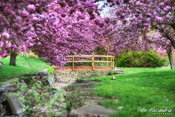 Cherry Blossom Trees