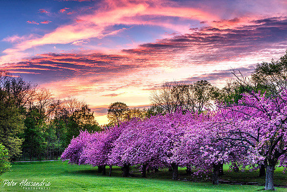 Cherry Blossom Trees
