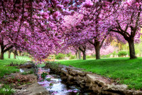 Cherry Blossom Trees