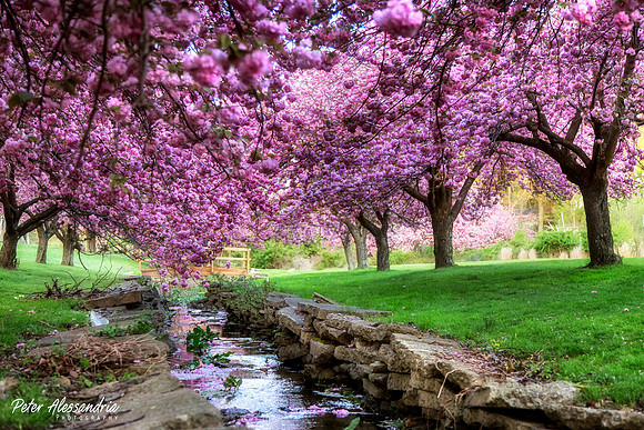 Cherry Blossom Trees