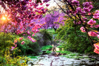Cherry Blossom Trees