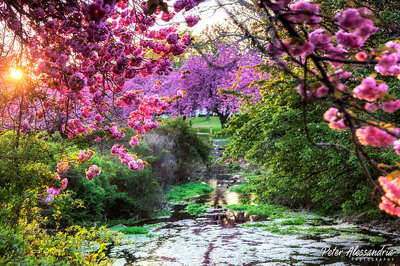 Cherry Blossom Trees