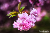 Cherry Blossom Trees