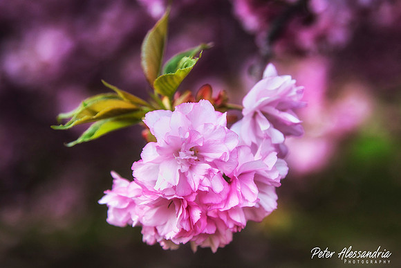 Cherry Blossom Trees