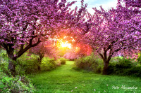 Cherry Blossom Trees