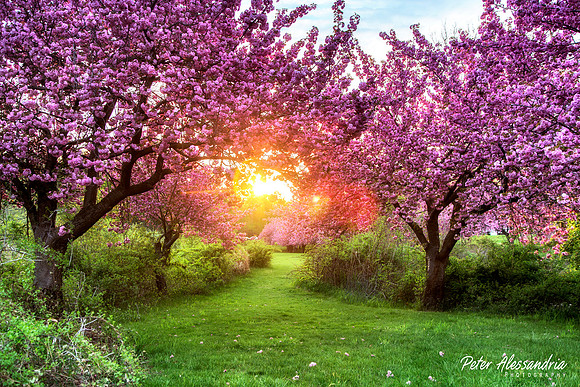 Cherry Blossom Trees