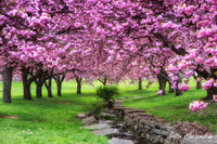 Cherry Blossom Trees