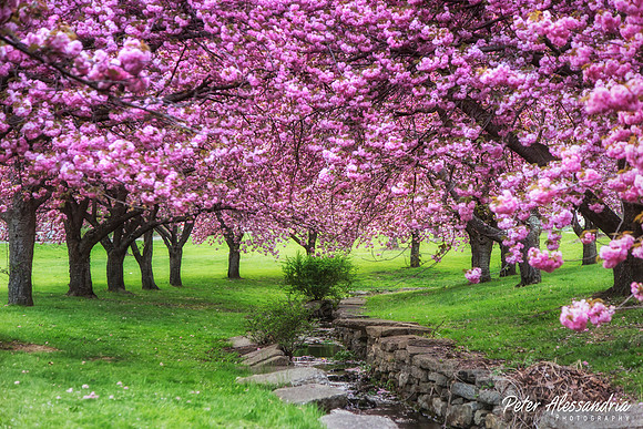 Cherry Blossom Trees