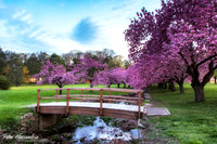 Cherry Blossom Trees