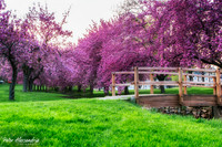 Cherry Blossom Trees
