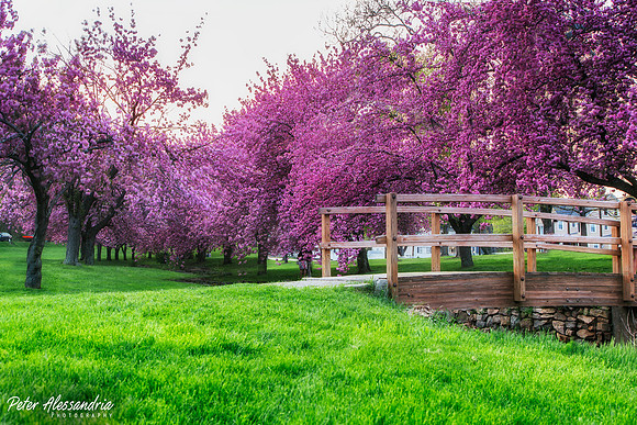Cherry Blossom Trees