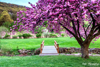Cherry Blossom Trees