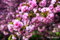 Cherry Blossom Trees