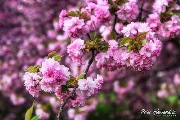 Cherry Blossom Trees