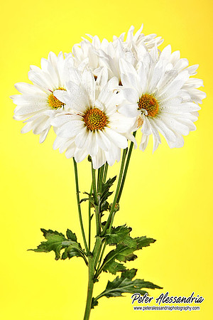 Still Life flower photos