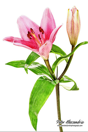 Still Life flower photos