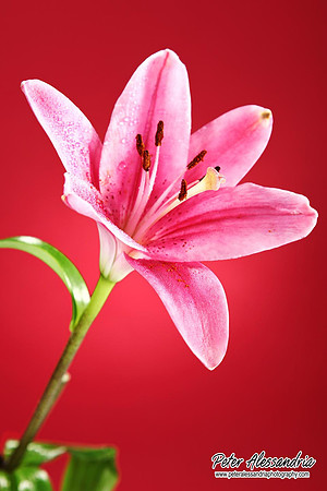 Still Life flower photos