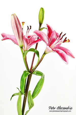 Still Life flower photos