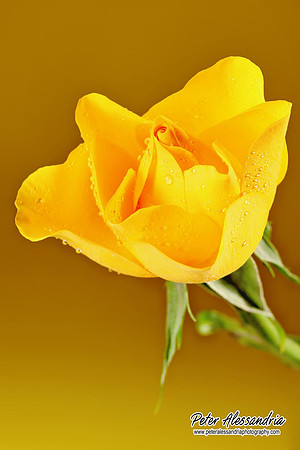 Still Life flower photos