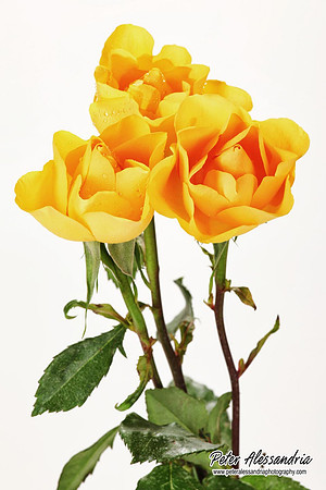 yellow rose