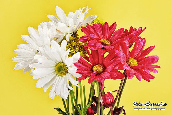 Still Life flower photos