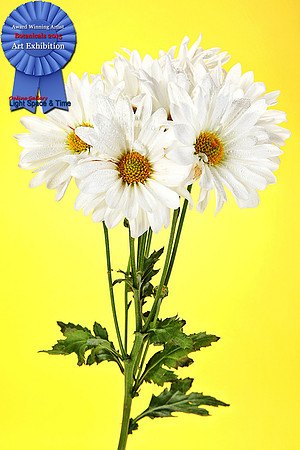 Alessandria_Daisy_May