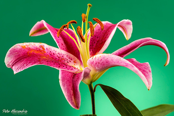 Flower