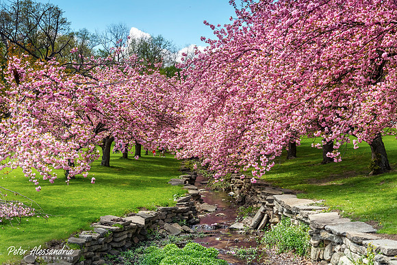 Cherry Blossoms