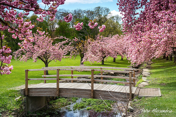 Cherry Blossoms