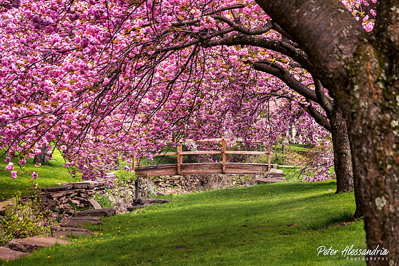 Cherry Blossoms