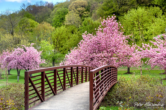 Cherry Blossoms