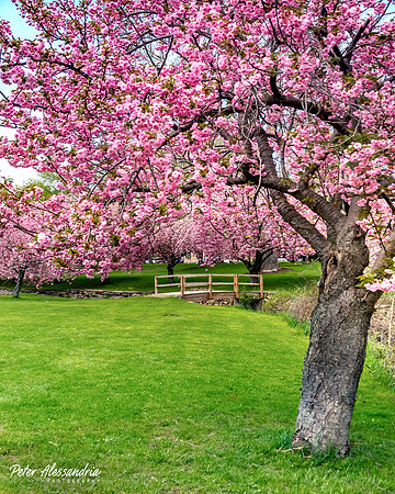 Cherry Blossoms